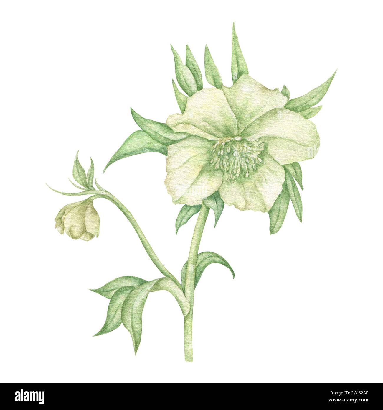 Aquarelle blanche Hellebore. Mis en évidence sur un fond blanc. Parfait pour les cartes de voeux, invitations de mariage et autres conceptions. Banque D'Images