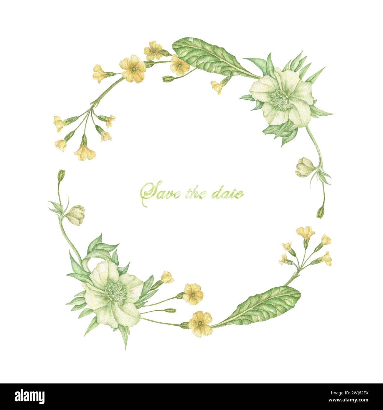 couronne d'aquarelle avec des feuilles vertes de fleurs d'hellebore, primevère jaune, bouquet organique de printemps et d'été mis en évidence sur un fond blanc. Banque D'Images