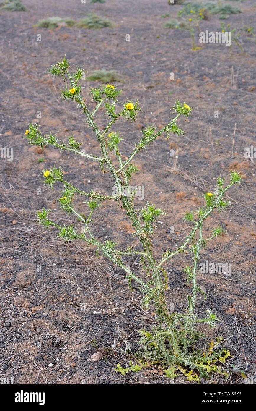 Le chardon doré tacheté (Scolymus maculatus) est une plante annuelle originaire des îles Canaries, du bassin méditerranéen et de l'Asie occidentale. Cette photo a été prise en Banque D'Images