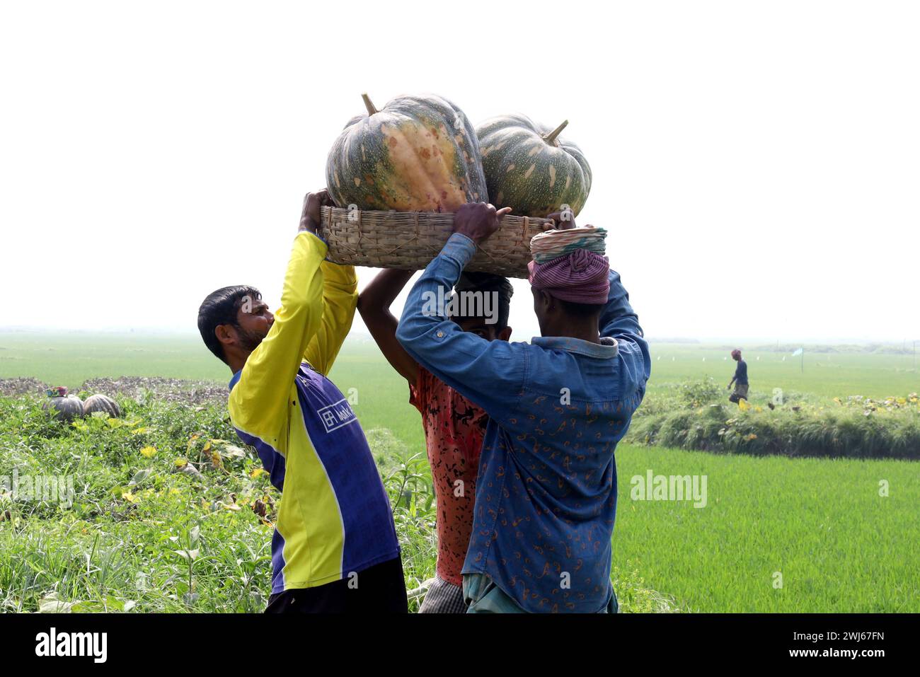 Munshiganj, Munshiganj, Bangladesh. 13 février 2024. Les ouvriers prennent des citrouilles géantes sucrées produites à Arial Beel, Munshiganj du champ au marché pour la vente. Les citrouilles douces d'Arial Beel sont célèbres pour leur taille. Chaque citrouille pèse entre 20 et 200 kg. Nulle part ailleurs au Bangladesh il n'a été possible de produire des citrouilles d'une telle taille. Les agriculteurs vendent des citrouilles à 25 TK (25 $) le kg. Ces citrouilles sucrées sont également exportées à l'étranger. (Crédit image : © Syed Mahabubul Kader/ZUMA Press Wire) USAGE ÉDITORIAL SEULEMENT! Non destiné à UN USAGE commercial ! Banque D'Images