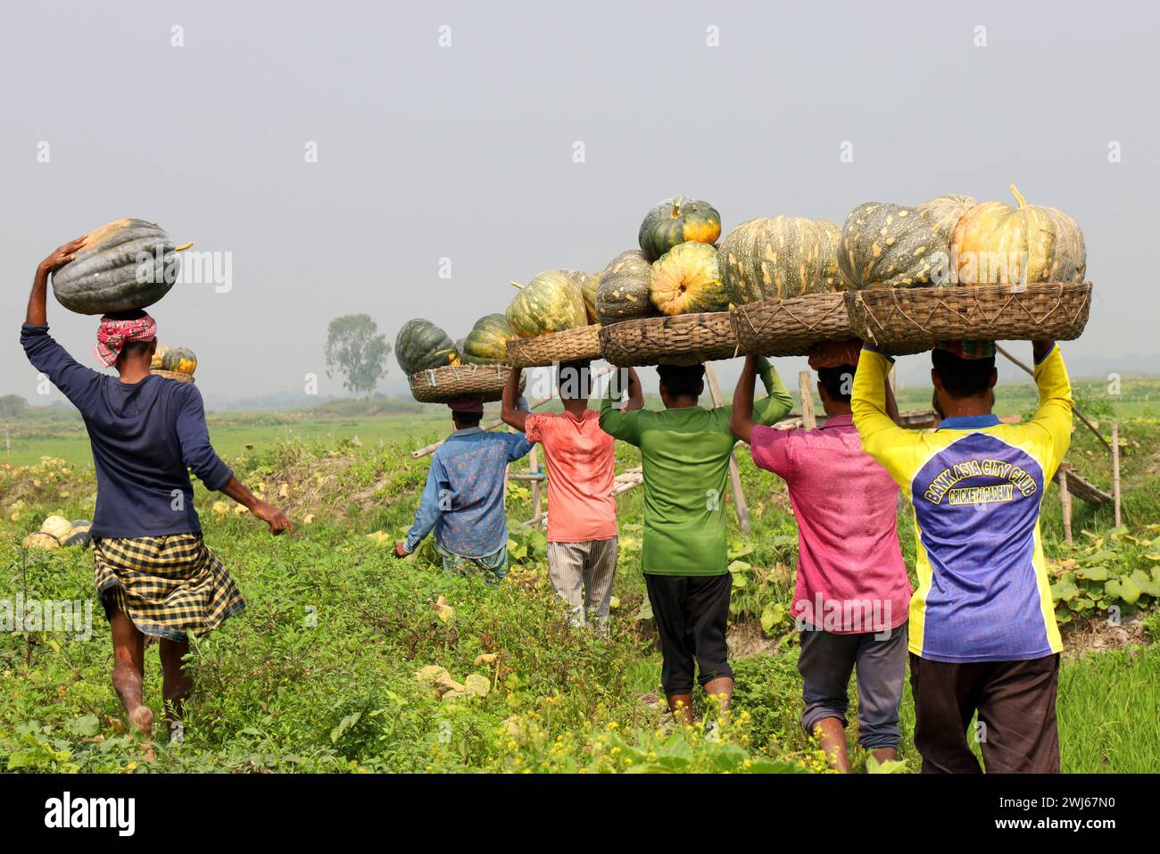 Munshiganj, Munshiganj, Bangladesh. 13 février 2024. Les ouvriers prennent des citrouilles géantes sucrées produites à Arial Beel, Munshiganj du champ au marché pour la vente. Les citrouilles douces d'Arial Beel sont célèbres pour leur taille. Chaque citrouille pèse entre 20 et 200 kg. Nulle part ailleurs au Bangladesh il n'a été possible de produire des citrouilles d'une telle taille. Les agriculteurs vendent des citrouilles à 25 TK (25 $) le kg. Ces citrouilles sucrées sont également exportées à l'étranger. (Crédit image : © Syed Mahabubul Kader/ZUMA Press Wire) USAGE ÉDITORIAL SEULEMENT! Non destiné à UN USAGE commercial ! Banque D'Images