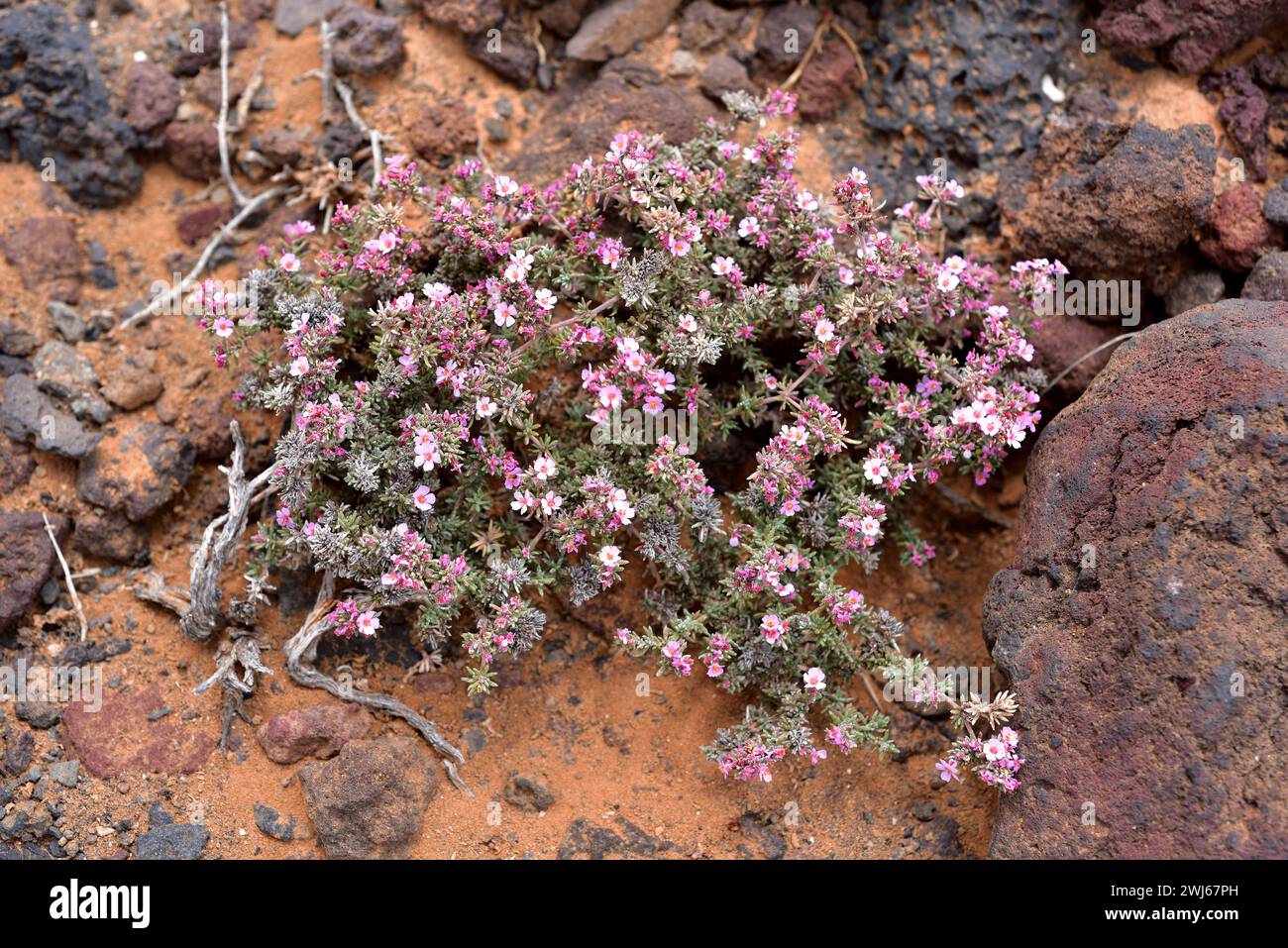 Tomillo marino (Frankenia capitata) est un sous-arbuste originaire de Macaronésie (îles Canaries, Madère). Cette photo a été prise à Lanzarote Island, Canary Is Banque D'Images