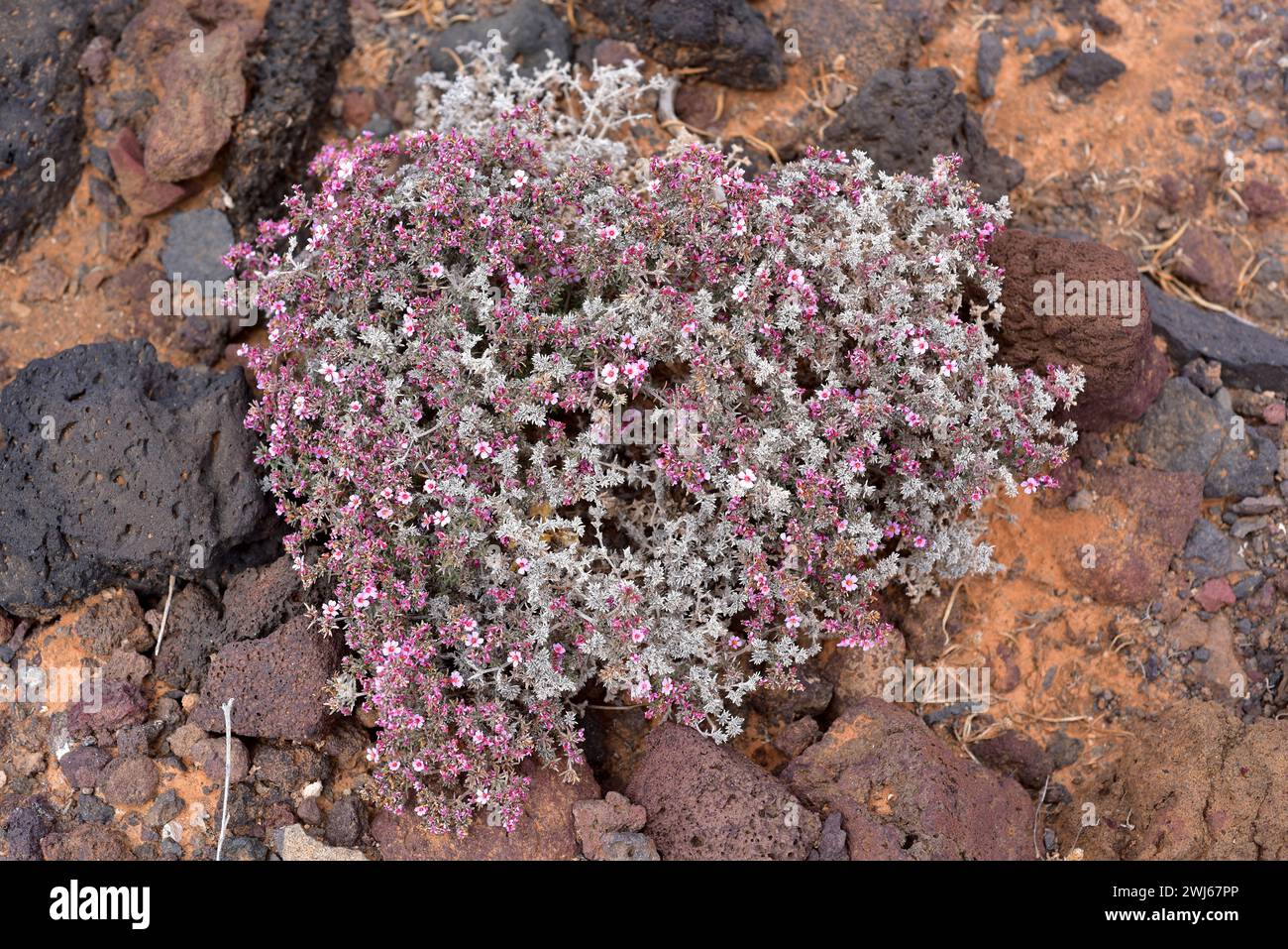 Tomillo marino (Frankenia capitata) est un sous-arbuste originaire de Macaronésie (îles Canaries, Madère). Cette photo a été prise à Lanzarote Island, Canary Is Banque D'Images