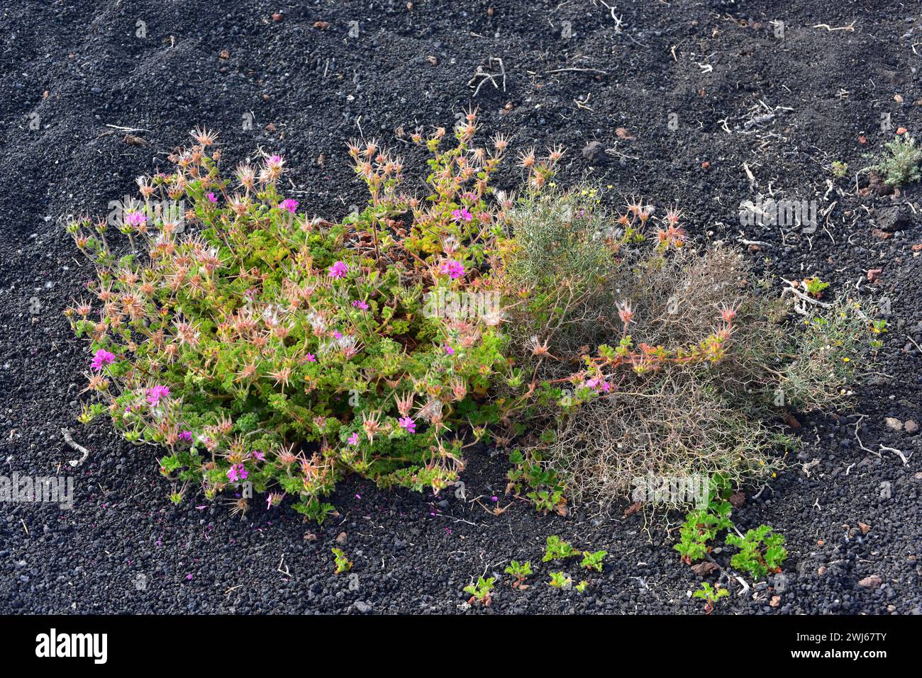 Le géranium rosé ou pélargonium parfumé à la rose (Pelargonium capitatum) est un arbuste originaire d'Afrique du Sud et naturalisé dans les îles Canaries. Cette photo était Banque D'Images