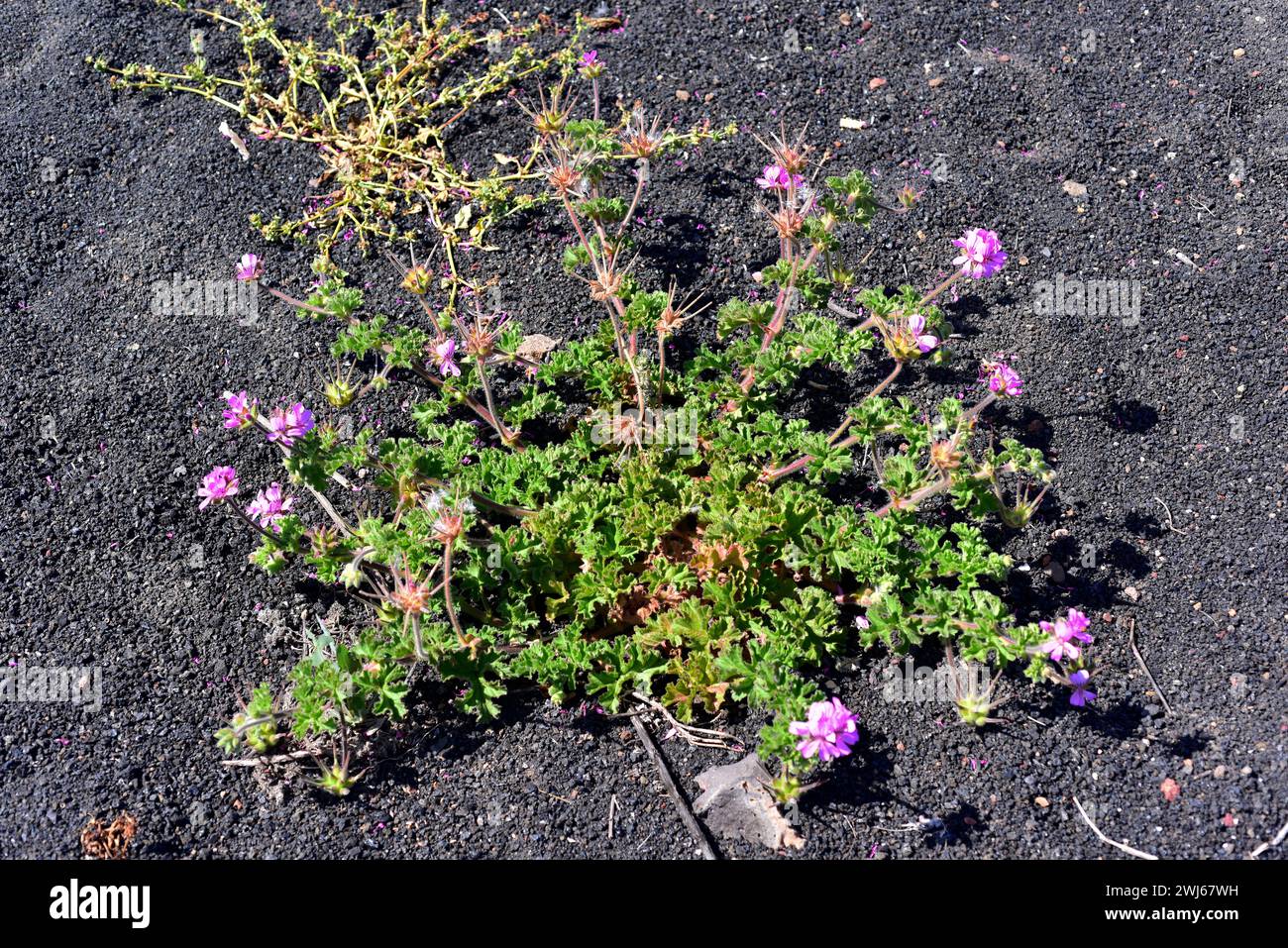 Le géranium rosé ou pélargonium parfumé à la rose (Pelargonium capitatum) est un arbuste originaire d'Afrique du Sud et naturalisé dans les îles Canaries. Cette photo était Banque D'Images