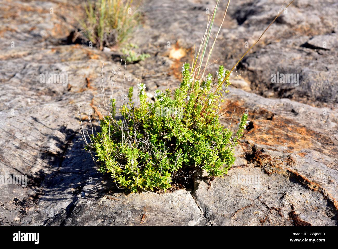 Le salé de montagne (Satureja montana) est un sous-arbuste aromatique et médicinal originaire du bassin méditerranéen. Cette photo a été prise à Rambla Cervera, Castell Banque D'Images