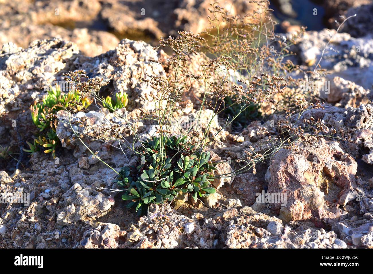 Limonium gibertii est un sous-arbuste originaire des côtes des Baléares et de Tarragone. Cette photo a été prise à L'Ametlla de Mar, province de Tarragone, Catalogne, Spai Banque D'Images