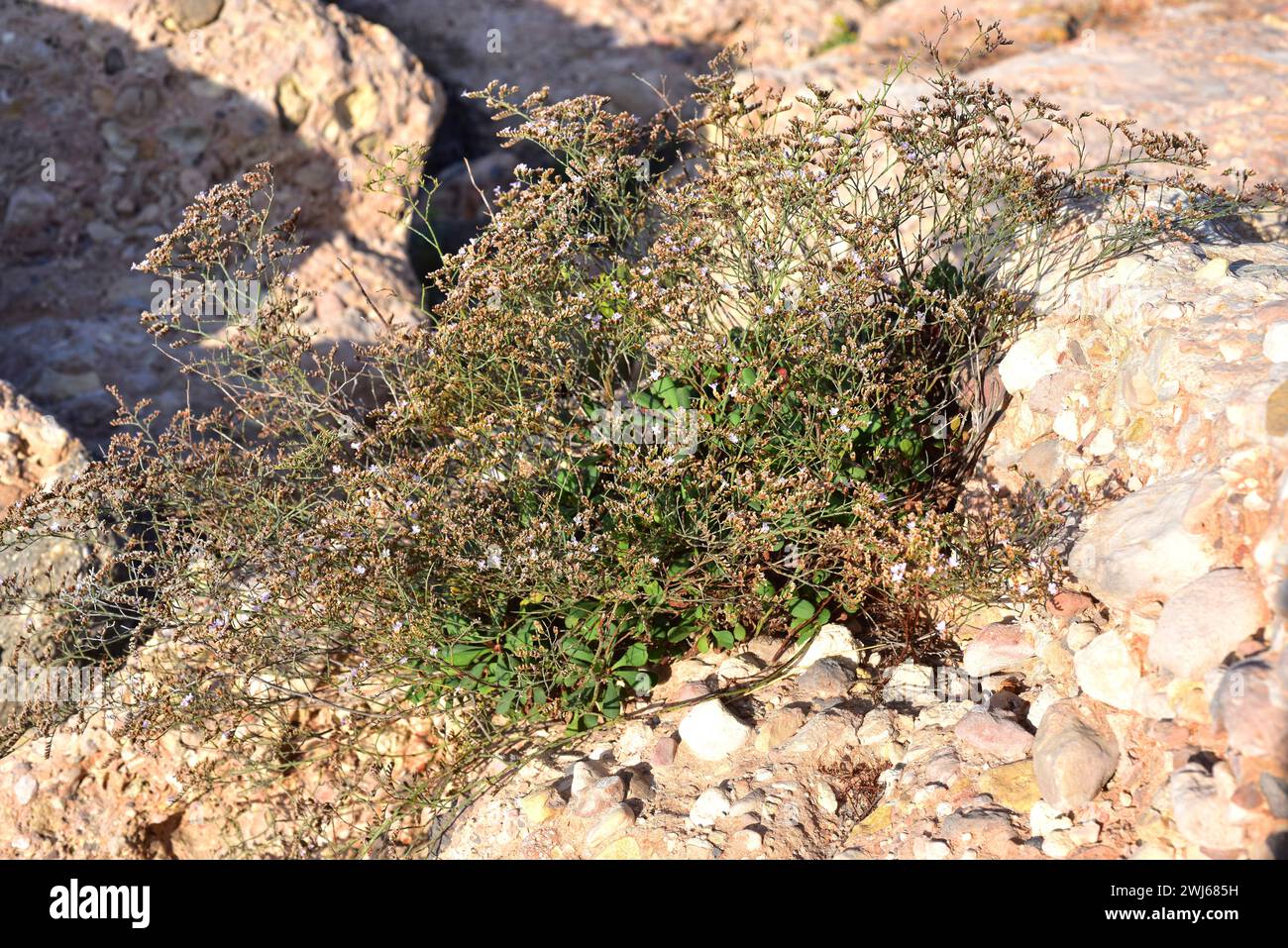 Limonium gibertii est un sous-arbuste originaire des côtes des Baléares et de Tarragone. Cette photo a été prise à L'Ametlla de Mar, province de Tarragone, Catalogne, Spai Banque D'Images