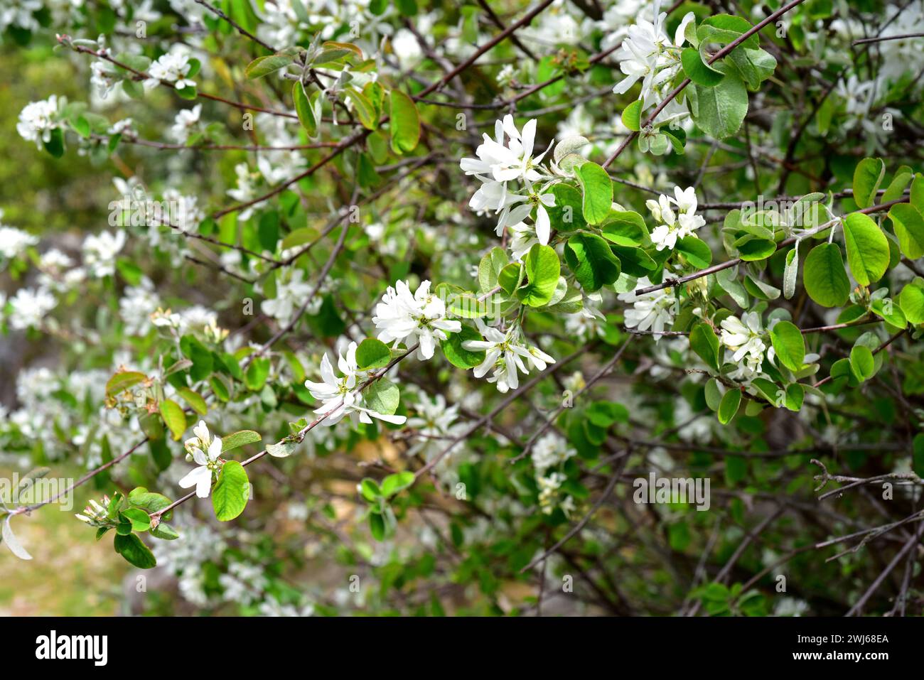 Le mespilus neigeux (Amelanchier ovalis) est un arbuste à feuilles caduques originaire du bassin méditerranéen et du centre de l'Europe. Ses fruits sont comestibles. Plante à fleurs. Banque D'Images