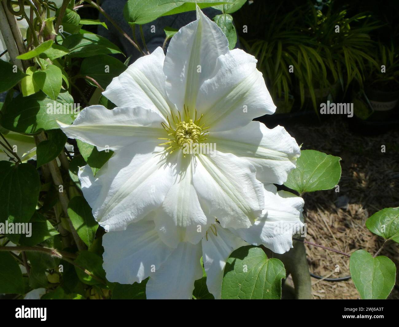 Fleur de clématite fleurissant sur une branche d'arbre dans l'ombre Banque D'Images