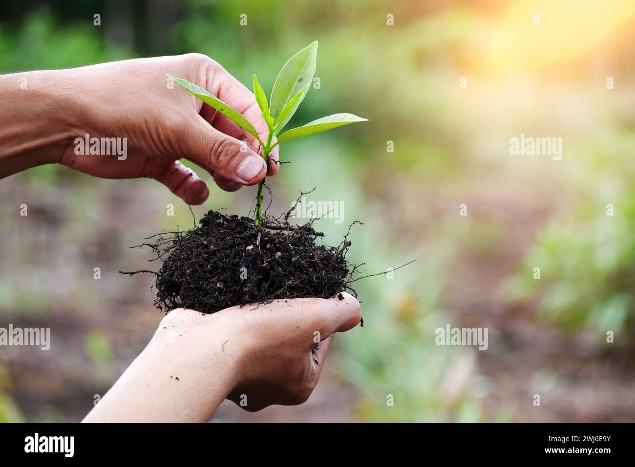 Jeune plante dans la main de l'homme. Mains plantant un jeune arbre sur un fond naturel avec effet de lumière du soleil. Green World Earth Day concept Banque D'Images