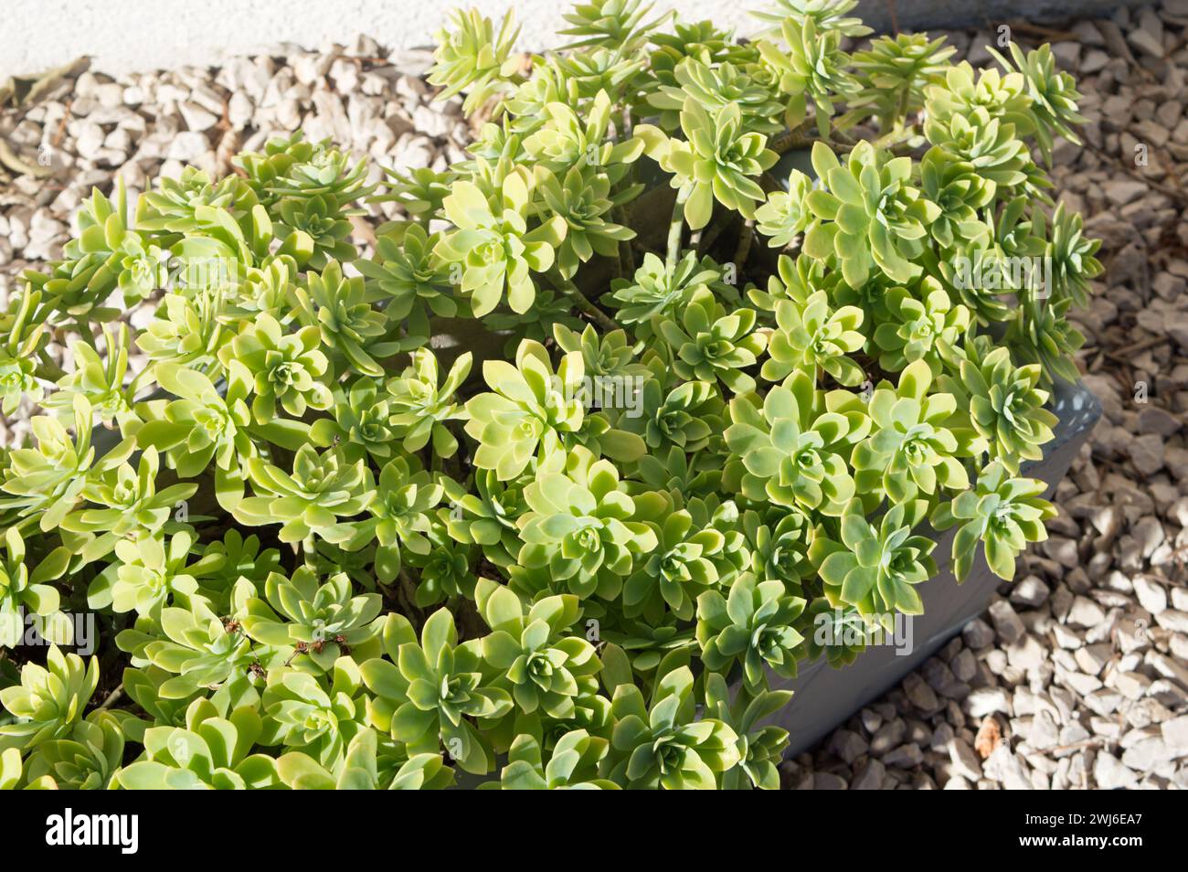 Plante succulente Sedum palmeri, en Croatie Banque D'Images