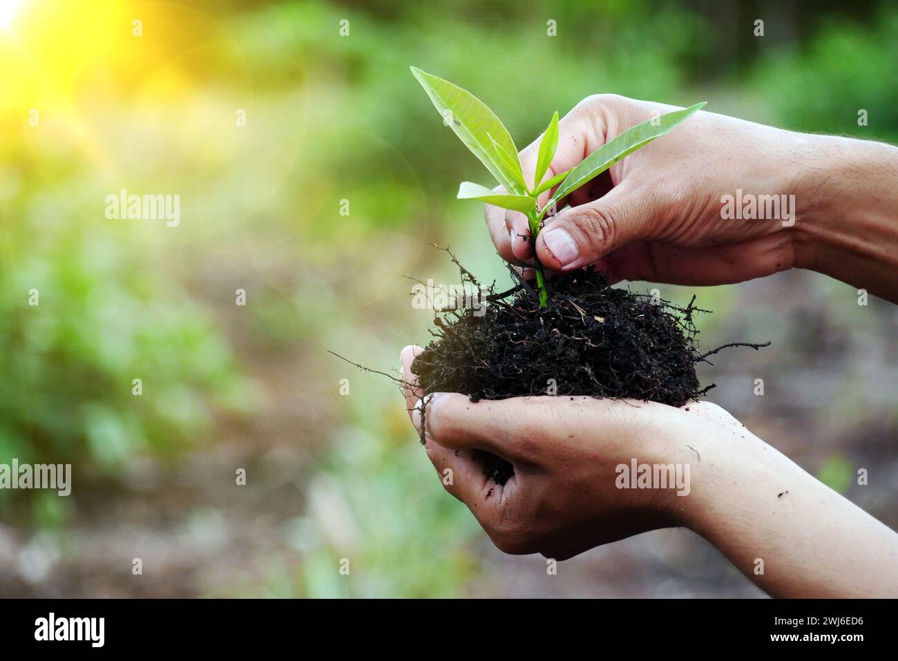 Jeune plante dans la main de l'homme. Mains plantant un jeune arbre sur un fond naturel avec effet de lumière du soleil. Green World Earth Day concept Banque D'Images