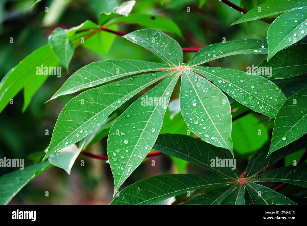 Le manioc vert feuilles de fond. Fond de plante de feuille de manioc. Gros plan des feuilles de manioc. Banque D'Images