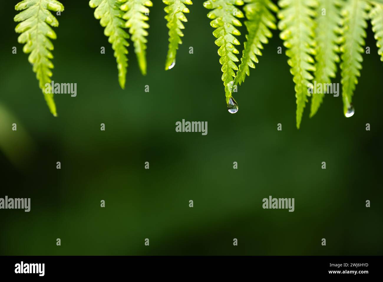 Gros plan d'une goutte d'eau sur les feuilles vertes de fougères dans la forêt tropicale d'été. Texture florale. Macrophotographie. Fond de concept de nature Banque D'Images