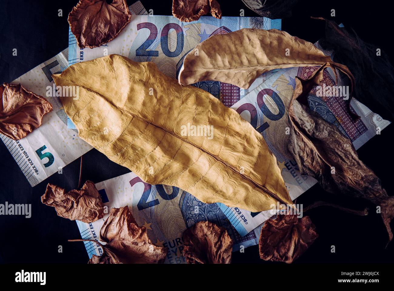 L'image conceptuelle des finances de l'euro se tarit. Billets de banque en euros avec des feuilles de plantes séchées sur fond noir, lumière dramatique. Prise de vue en studio. Banque D'Images