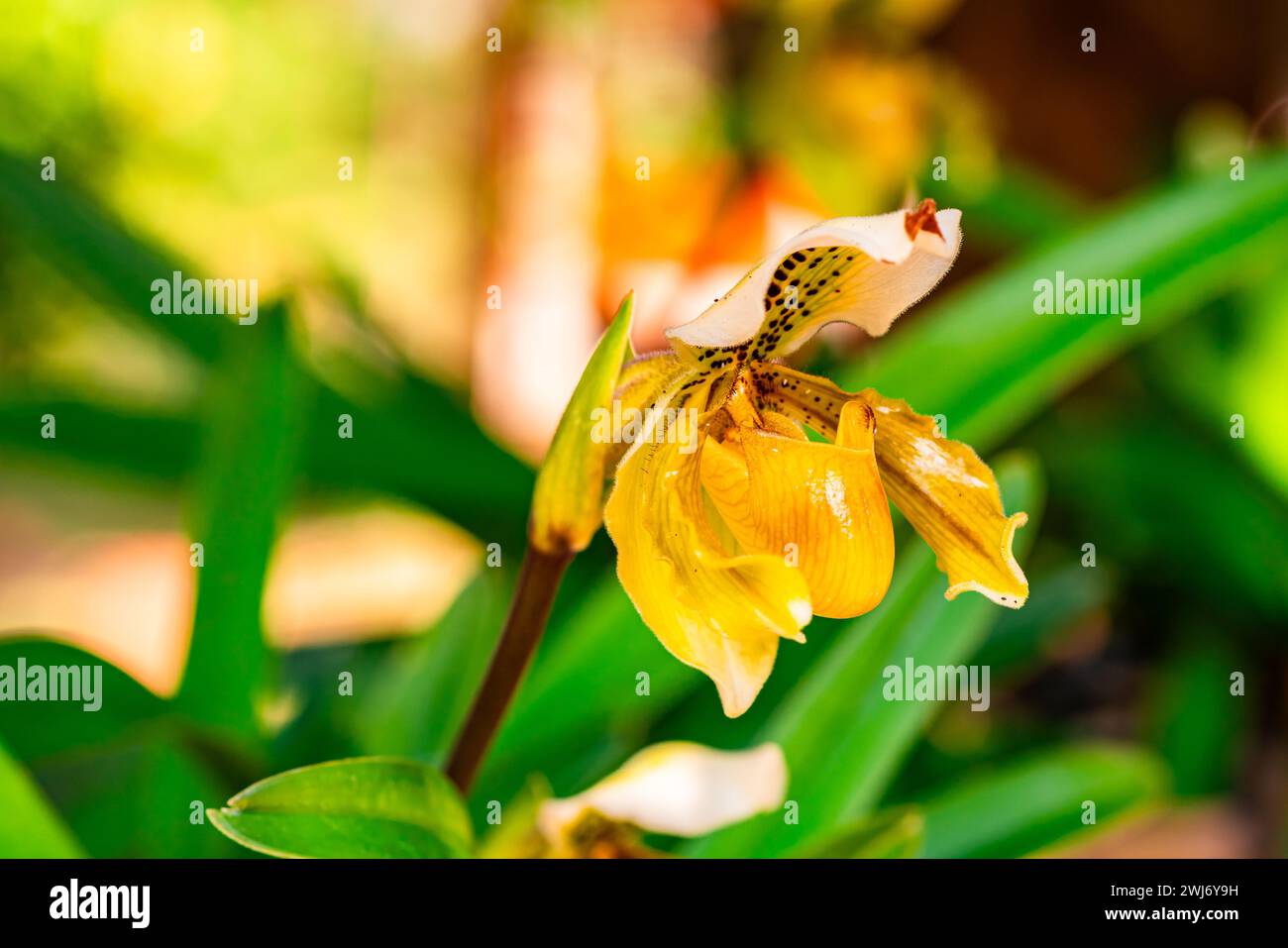 Gros plan de belle fleur d'orchidée pantoufle de dame en fleurs avec des feuilles vertes au début de la saison estivale en Thaïlande. Banque D'Images