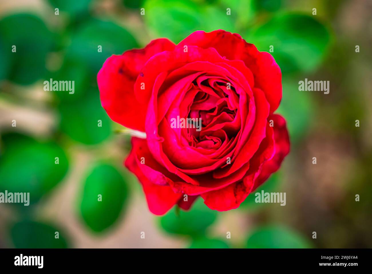 Vue de dessus gros plan de rose rouge fleurie avec des feuilles vertes en saison d'hiver en Thaïlande. Banque D'Images