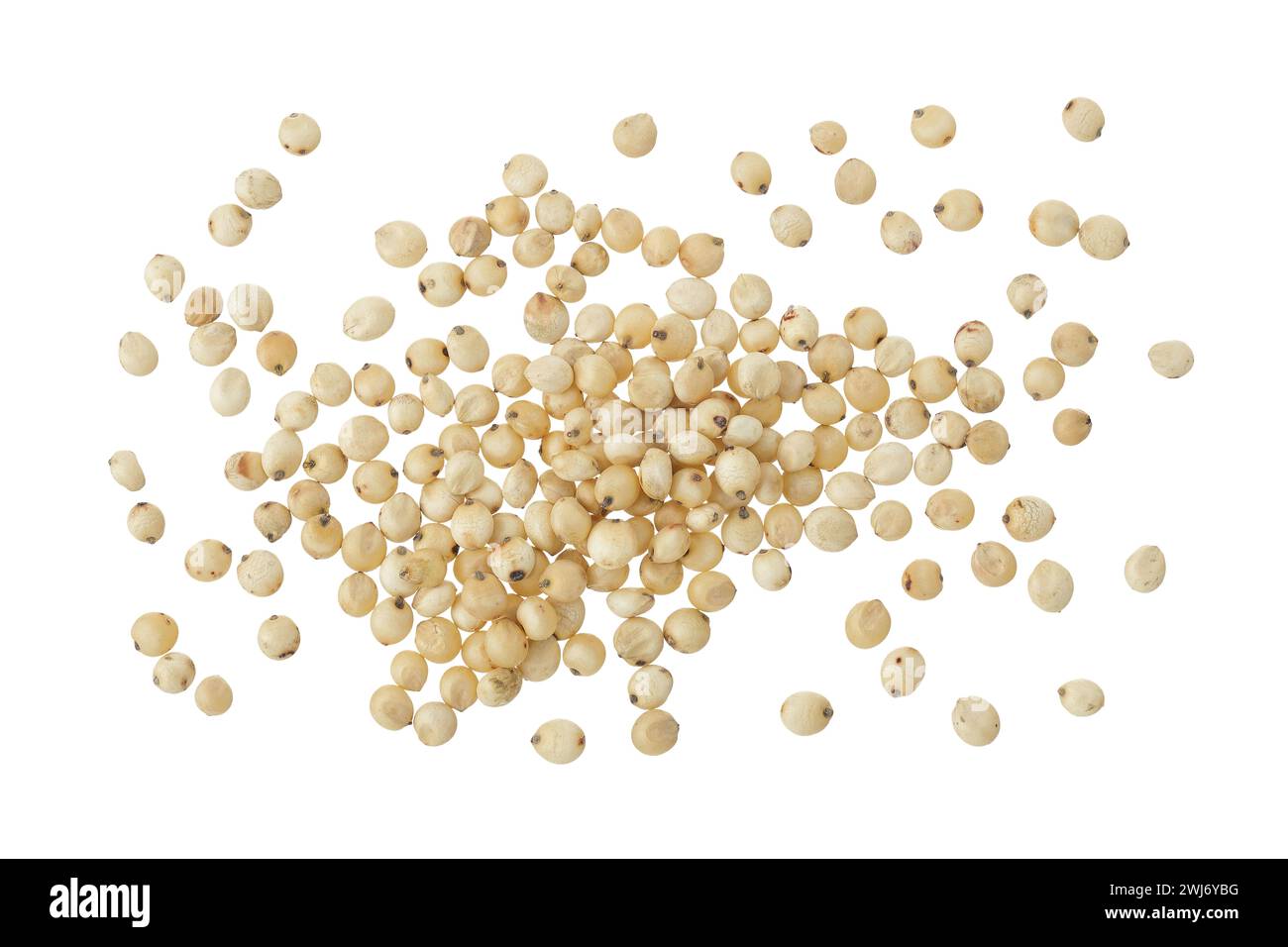 Graines de sorgho isolées sur fond blanc. Vue de dessus. Pose à plat. Banque D'Images