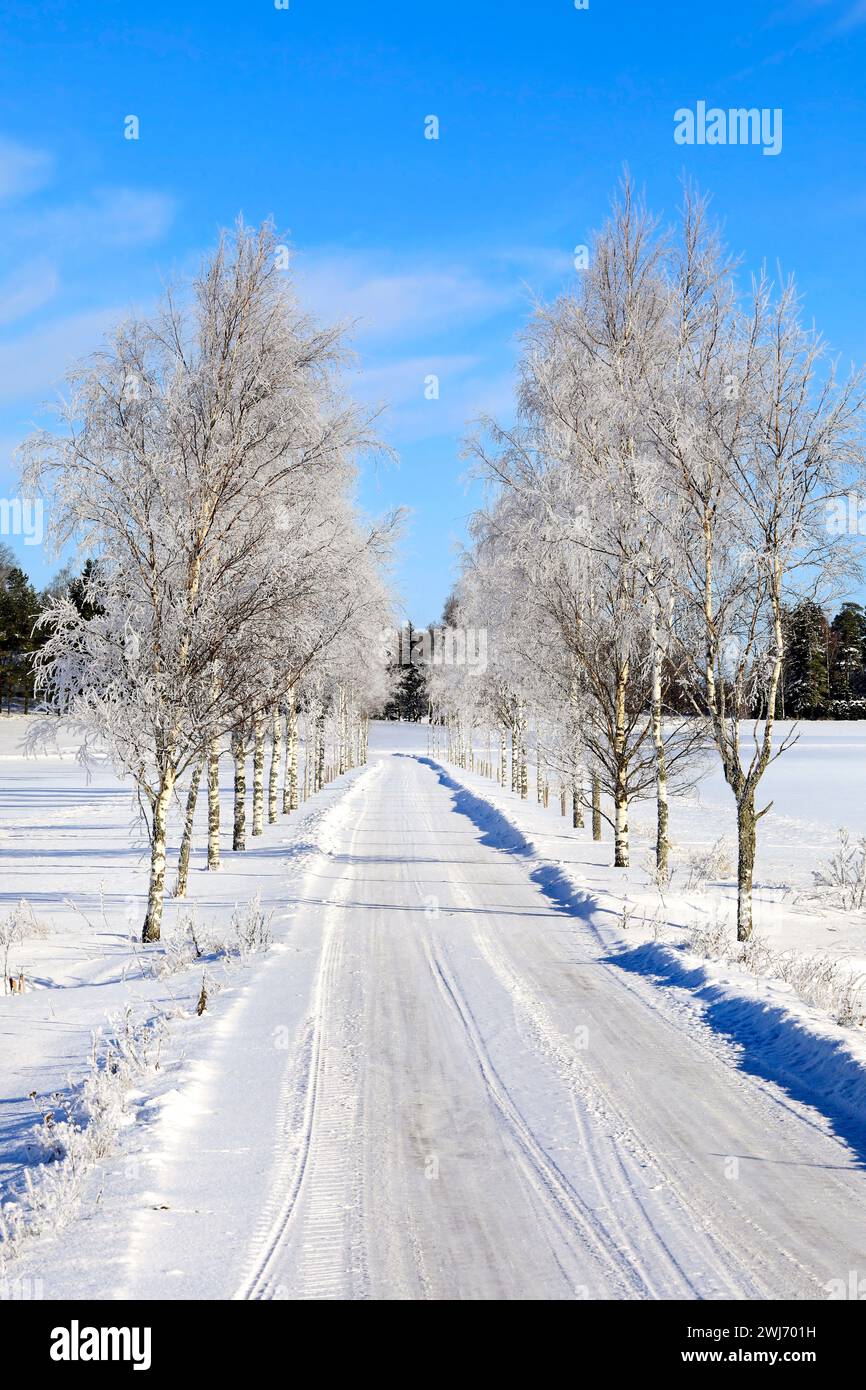 Route de campagne bordée d'arbre de bouleau givré sur une belle journée ensoleillée de février avec un ciel bleu et de légers nuages fairweather. Salo, Finlande. Banque D'Images