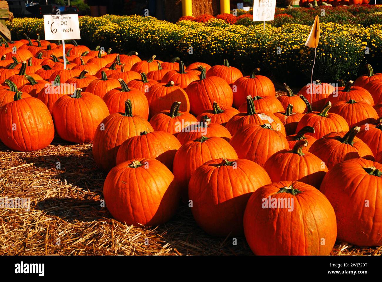 De nombreuses citrouilles d'automne sont exposées à un marché agricole en Caroline du Nord par une journée d'automne ensoleillée près d'Halloween Banque D'Images