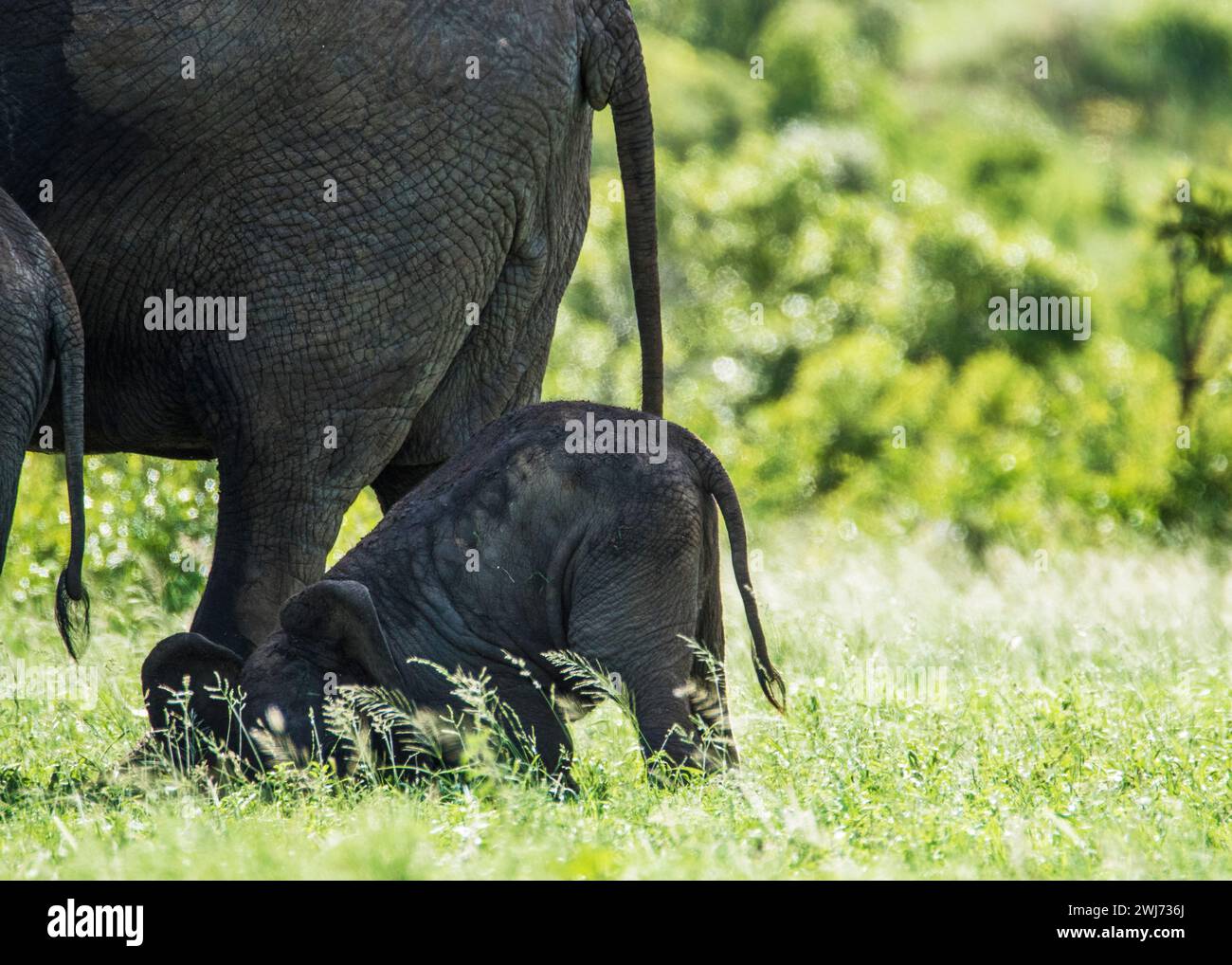 L'éléphant africain Parc National Kruger Banque D'Images