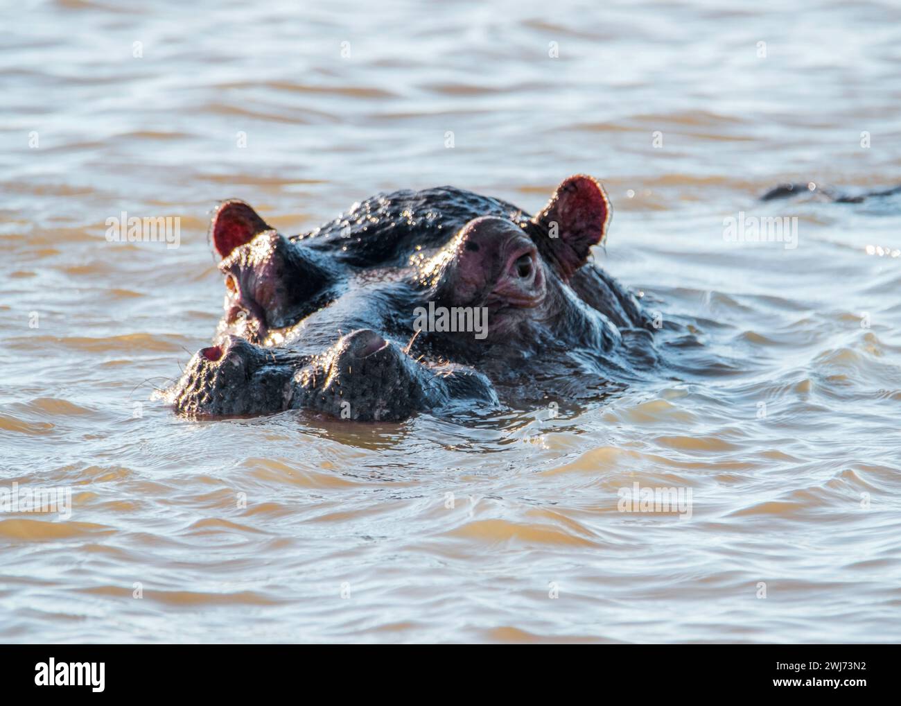 Hippopotamus Kruger National Park Banque D'Images