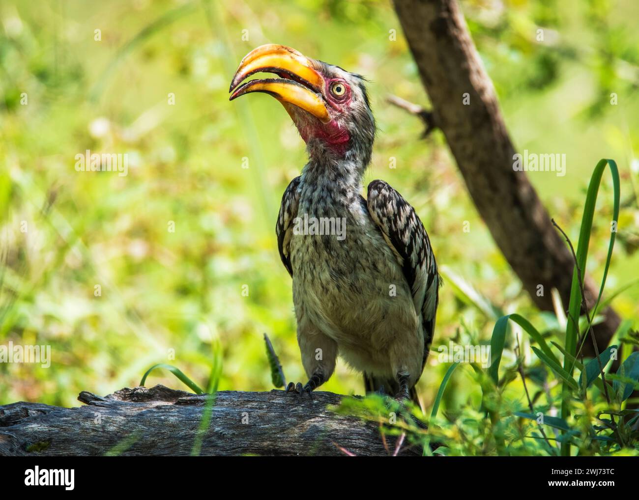 Parc national Kruger à bec jaune du sud Banque D'Images