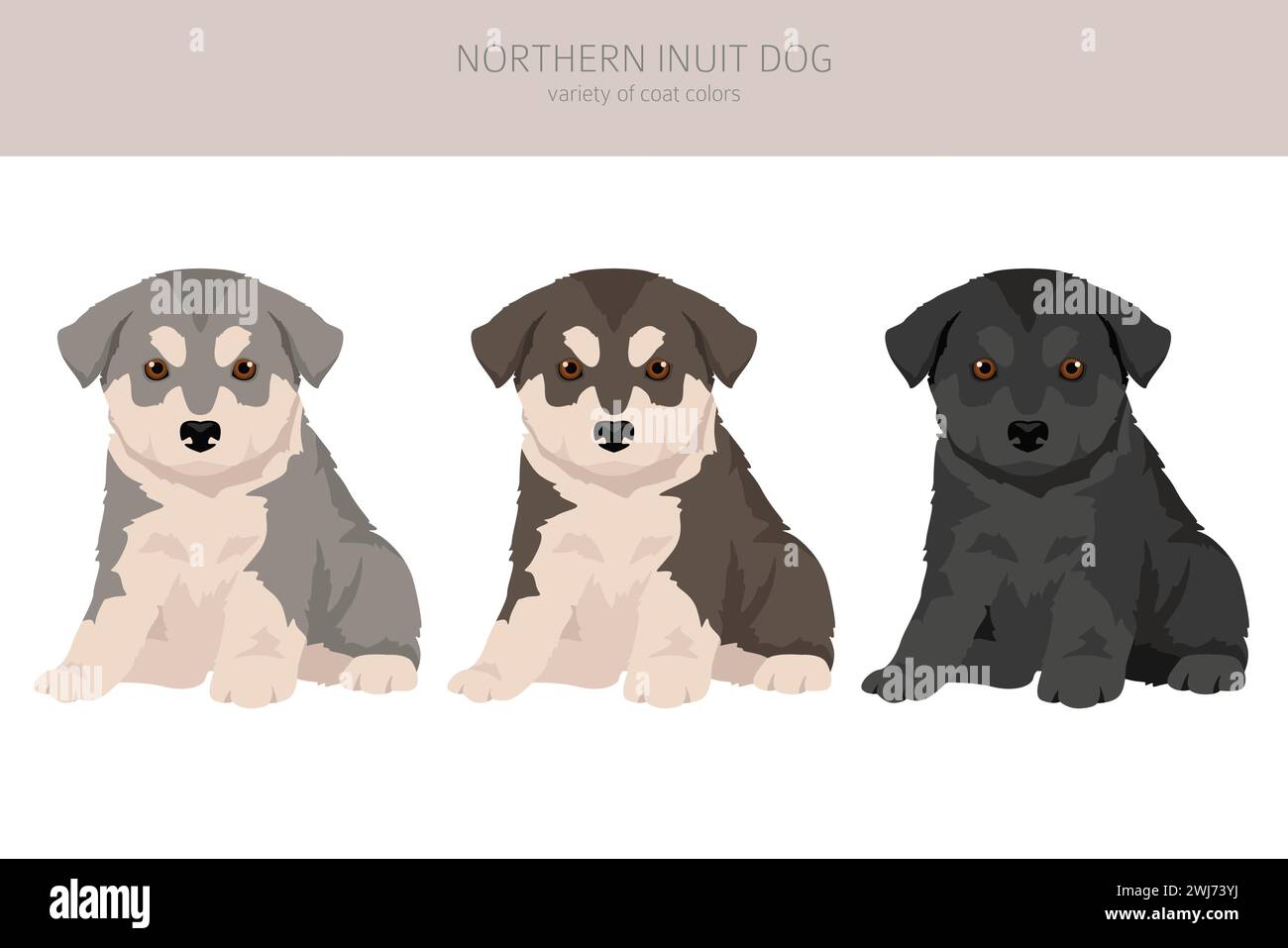 Clipart chiot chien Inuit du Nord. Toutes les couleurs de pelage ensemble. ; Toutes les races de chiens caractéristiques infographie. Illustration vectorielle Illustration de Vecteur