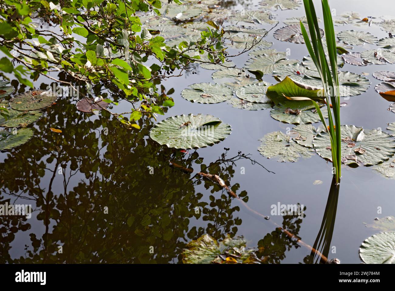 Bassin fixe Banque D'Images