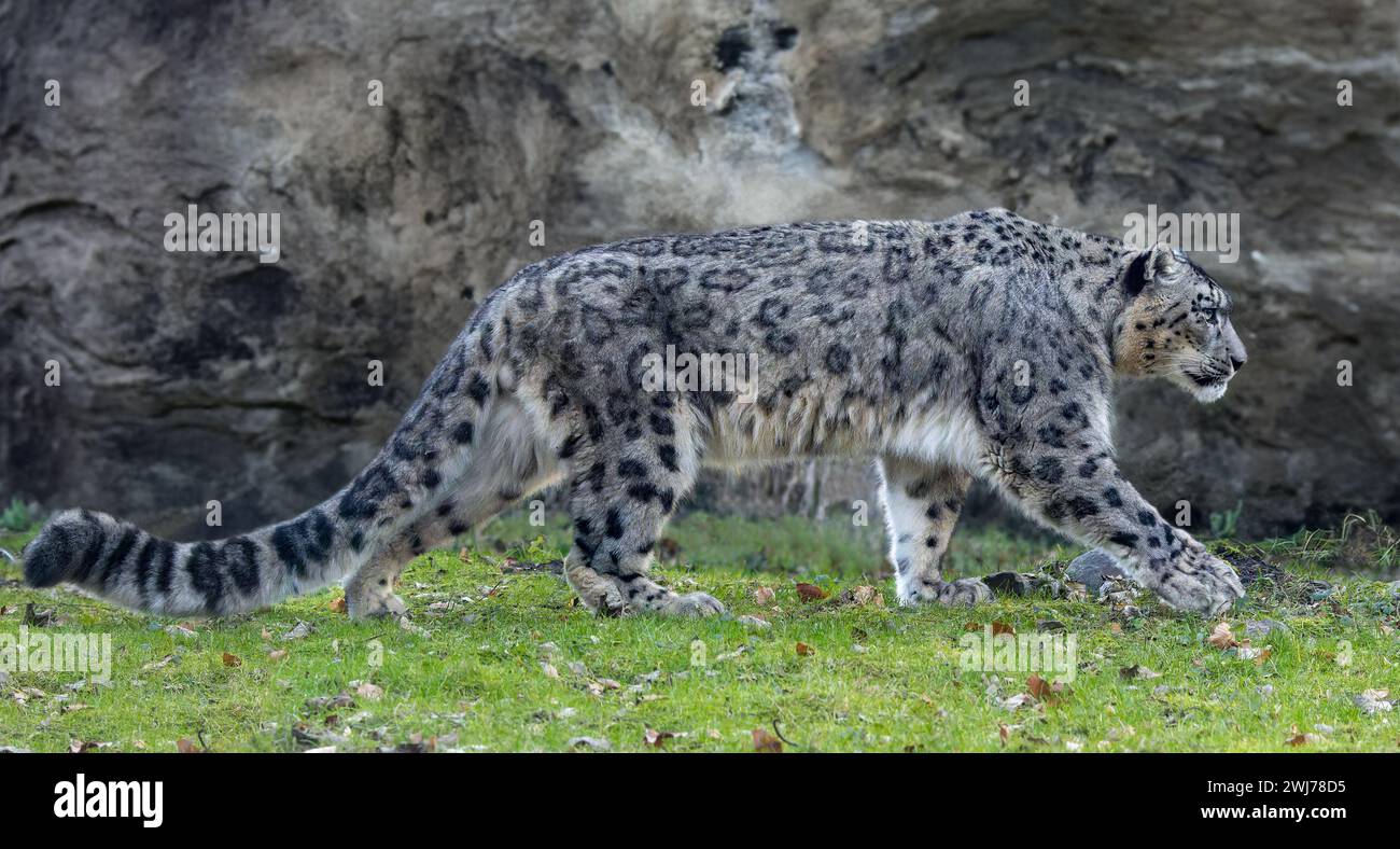 Vue rapprochée latérale d'un léopard des neiges marchant (Unica unica) Banque D'Images