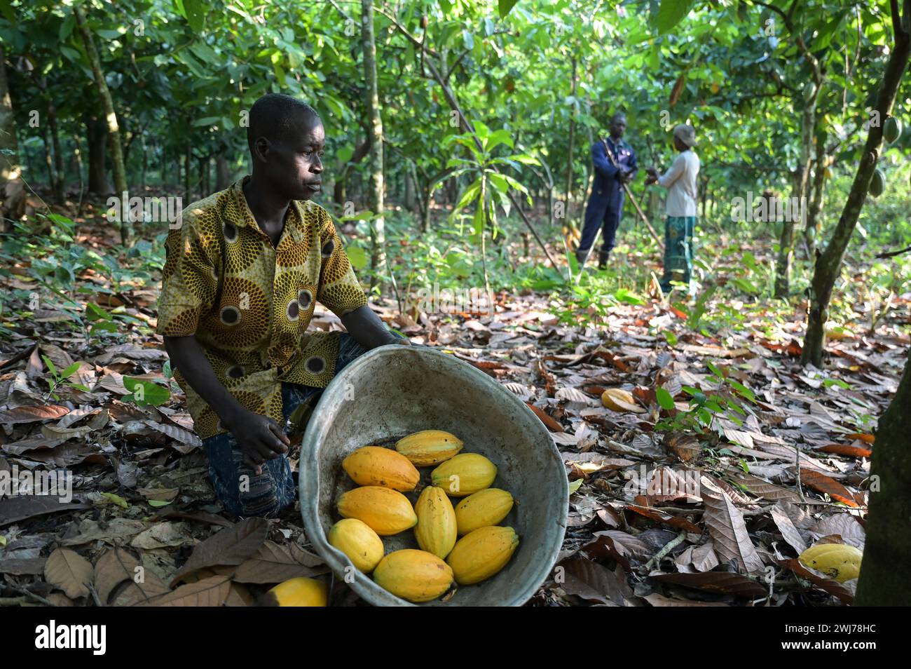 GHANA, Suhum, petite ferme de cacao biologique, récolte de cacao, noix de cacao récoltées / GHANA, Suhum, Kleinbauern BEI bio Kakao Ernte, geerntete Kakaofrüchte Banque D'Images