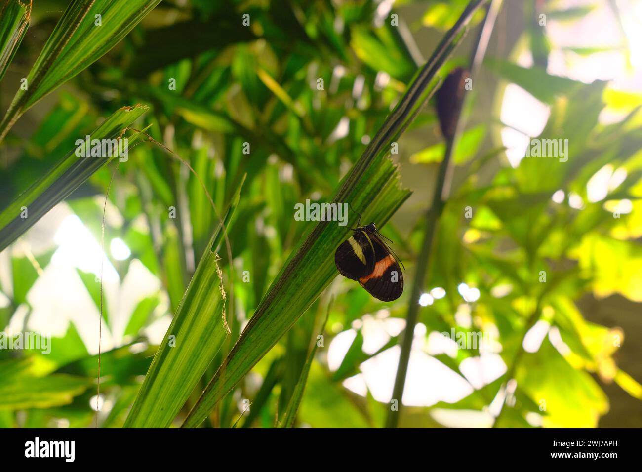 Insecte noir, rouge et jaune perché sur un feuillage vert éclatant, se prélassant dans la lumière chaude du soleil Banque D'Images