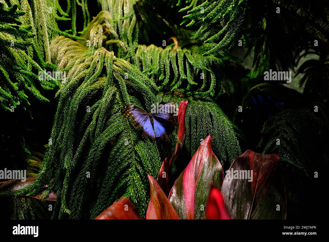 Papillon perché sur un feuillage vert luxuriant dans le coin droit Banque D'Images