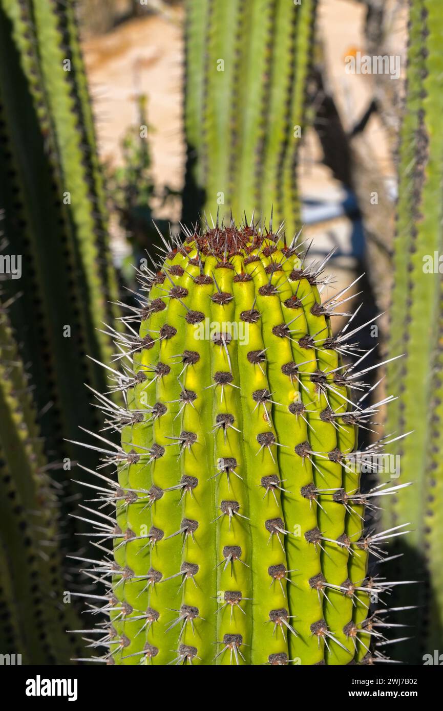 Vue rapprochée des pointes sur une grosse plante de cactus Banque D'Images