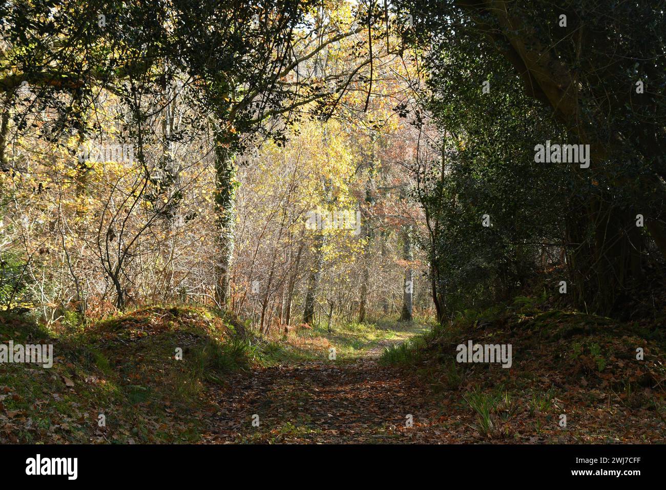 Balade parsemée de feuilles à travers un bois à la frontière Somerset / Wiltshire par une journée ensoleillée d'automne. Banque D'Images