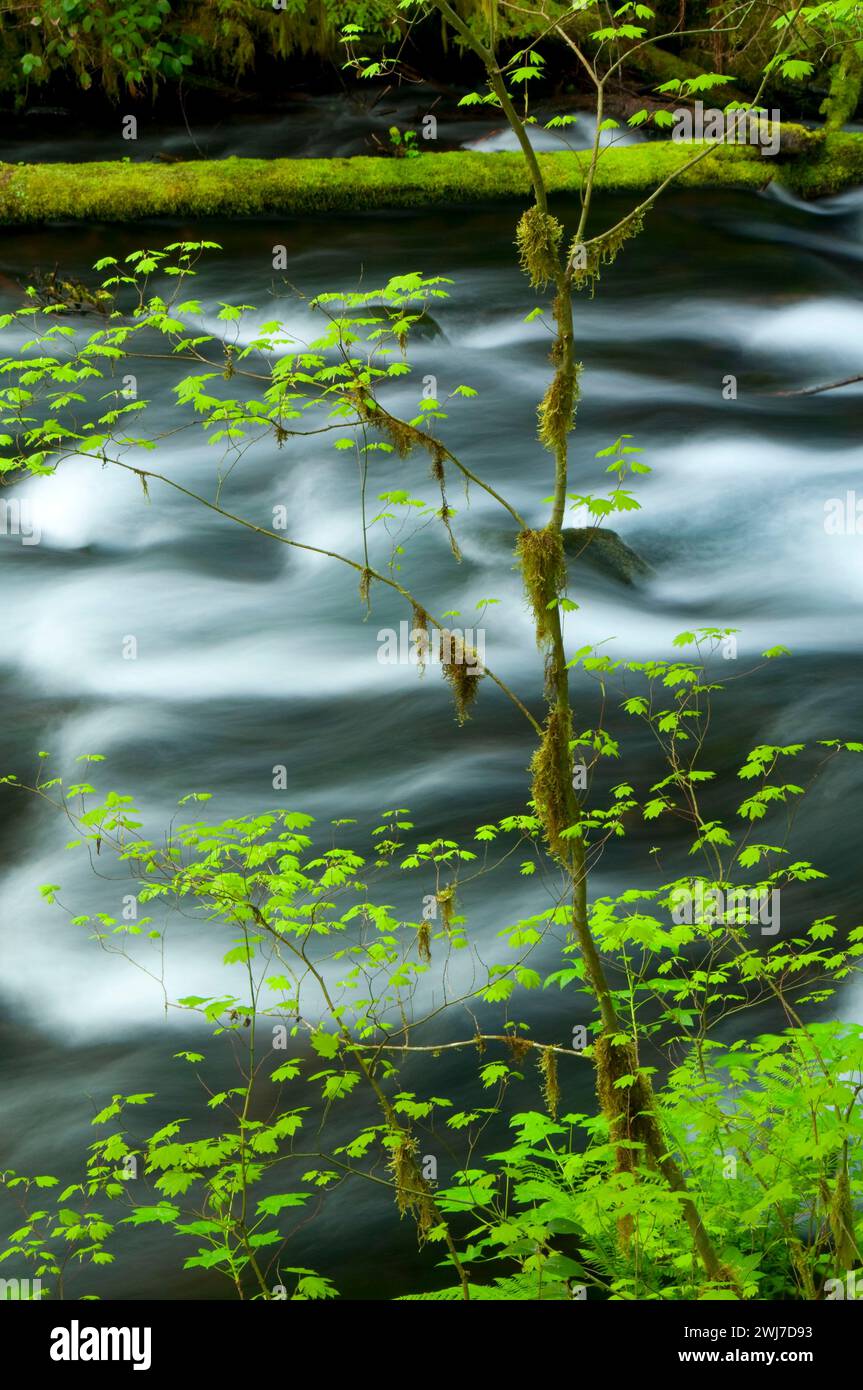 Lost Creek le long de McKenzie River National Recreation Trail, McKenzie Wild and Scenic River, McKenzie Pass-Santiam Pass National Scenic Byway, Willamett Banque D'Images