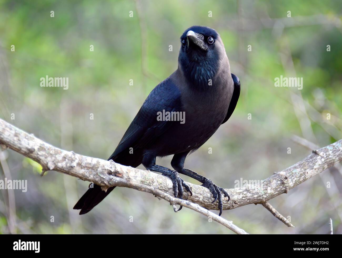 Maison corbeau, corbeau indien, Glanzkrähe, Corbeau familier, Corvus splendens protegatus, indiai varjú, Srí Lanka, Asie Banque D'Images