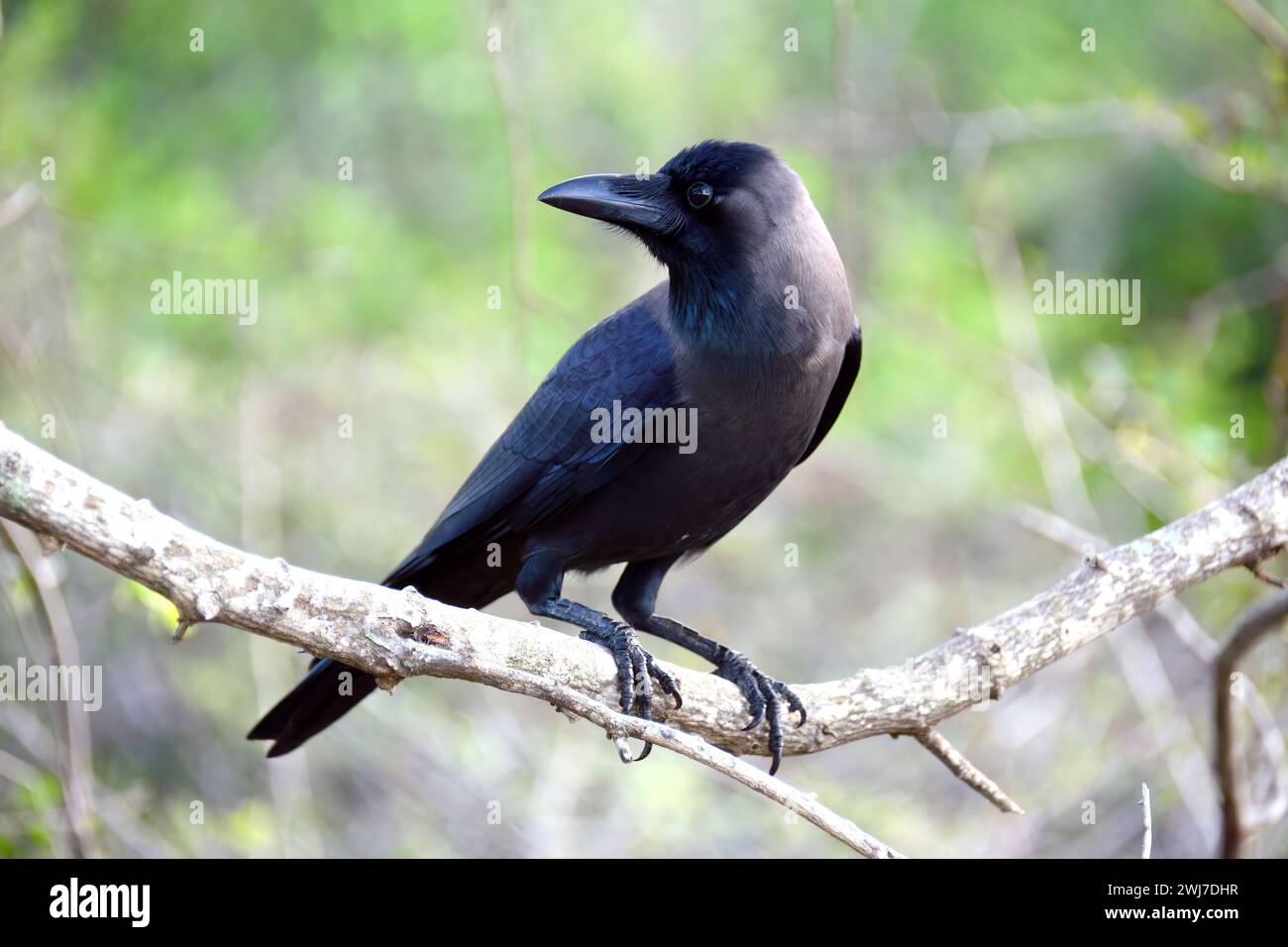 Maison corbeau, corbeau indien, Glanzkrähe, Corbeau familier, Corvus splendens protegatus, indiai varjú, Srí Lanka, Asie Banque D'Images