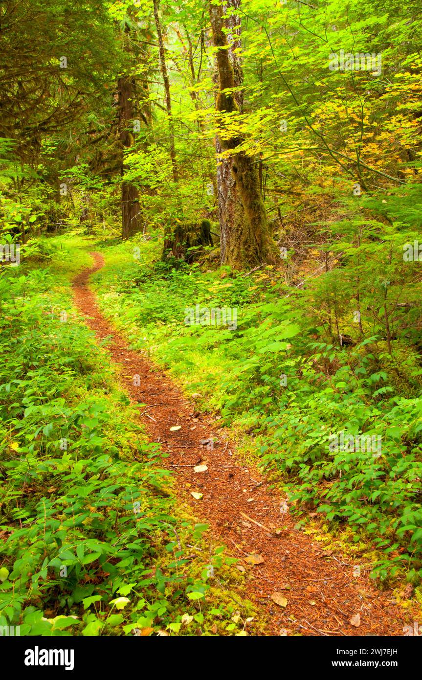 Humbug Flats Trail, West Cascades Scenic Byway, forêt nationale de Willamette, Oregon Banque D'Images