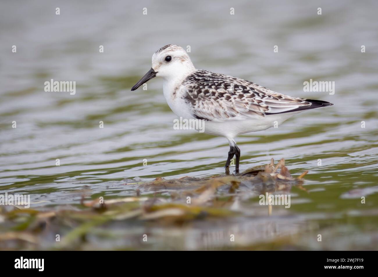 La chasse aux oiseaux sanderling pour la nourriture le long des rives du fleuve Saint-Laurent Banque D'Images