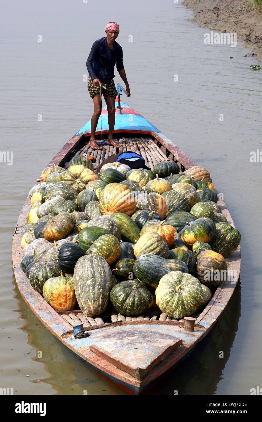 Munshiganj, Bangladesh. 13 février 2024. Les ouvriers prennent des citrouilles géantes sucrées produites à Arial Beel, Munshiganj du champ au marché pour la vente. Les citrouilles douces d'Arial Beel sont célèbres pour leur taille. Chaque citrouille pèse entre 20 et 200 kg. Nulle part ailleurs au Bangladesh il n'a été possible de produire des citrouilles d'une telle taille. Les agriculteurs vendent des citrouilles à 25 TK (25 $) le kg. Ces citrouilles sucrées sont également exportées à l'étranger. (Crédit image : © Syed Mahabubul Kader/ZUMA Press Wire) USAGE ÉDITORIAL SEULEMENT! Non destiné à UN USAGE commercial ! Banque D'Images