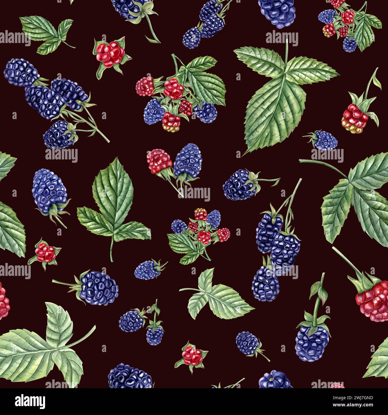 Motif sans couture Garden BlackBerry. Bouquets de ronce. Baies sauvages. Dewberry. Illustration aquarelle isolée sur fond noir. Pour l'emballage Banque D'Images