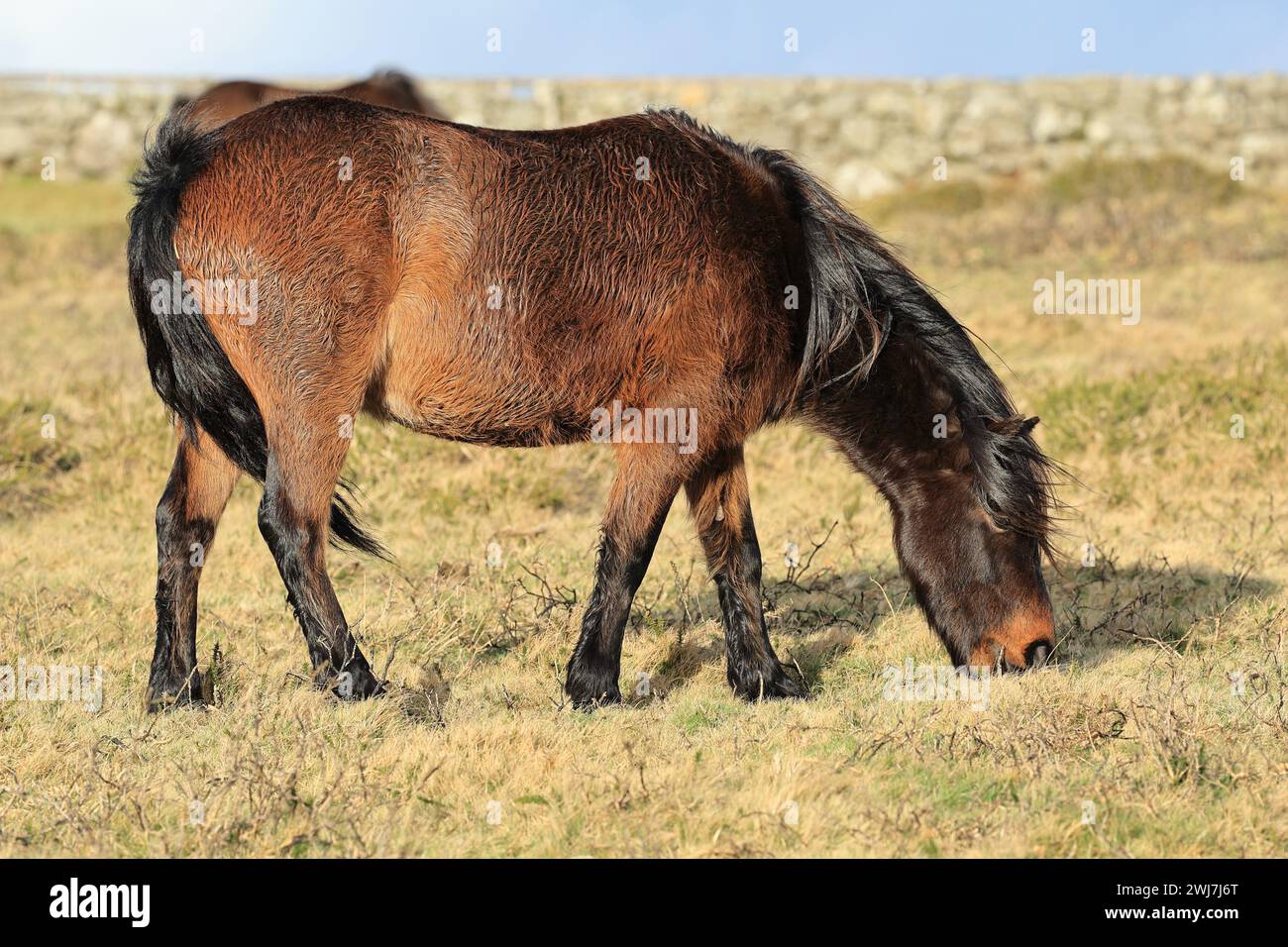 Poney Dartmoor, près de Bonehill Rocks, Dartmoor, Devon, Angleterre, ROYAUME-UNI Banque D'Images