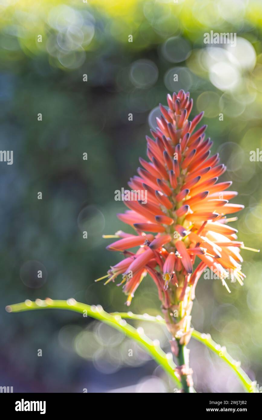 Fleur d'aloe vera dans le jardin Banque D'Images