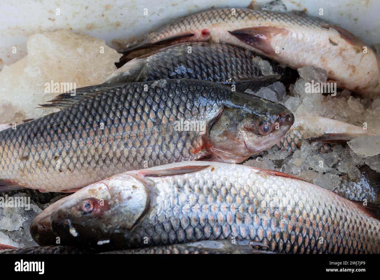 poisson frais au magasin de détail à vendre le jour sous un angle différent Banque D'Images