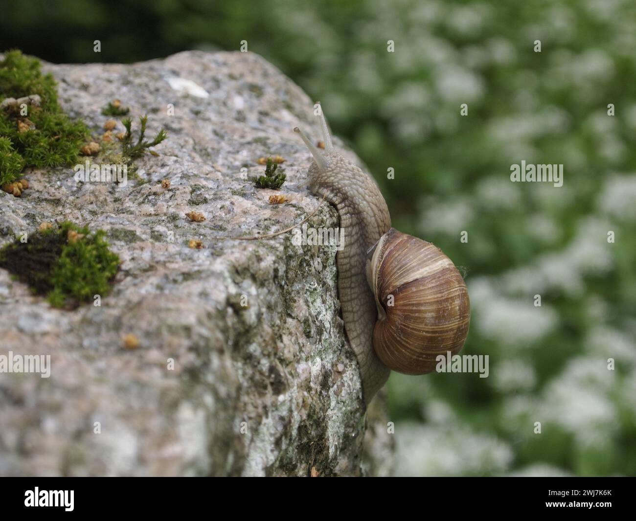 Un escargot grimpant sur une pierre moussue et jetant un coup d'œil quand il atteint le sommet Banque D'Images