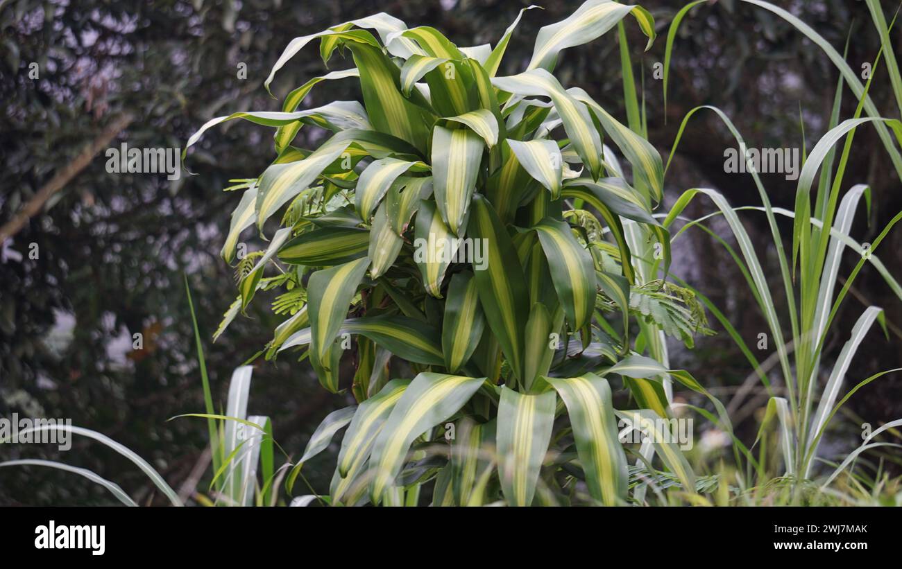 Dracaena fragrans (dracaena en tiges de maïs, dracaena rayé, dracaena compact, plante de maïs). Cette plante est un arbuste à croissance lente Banque D'Images