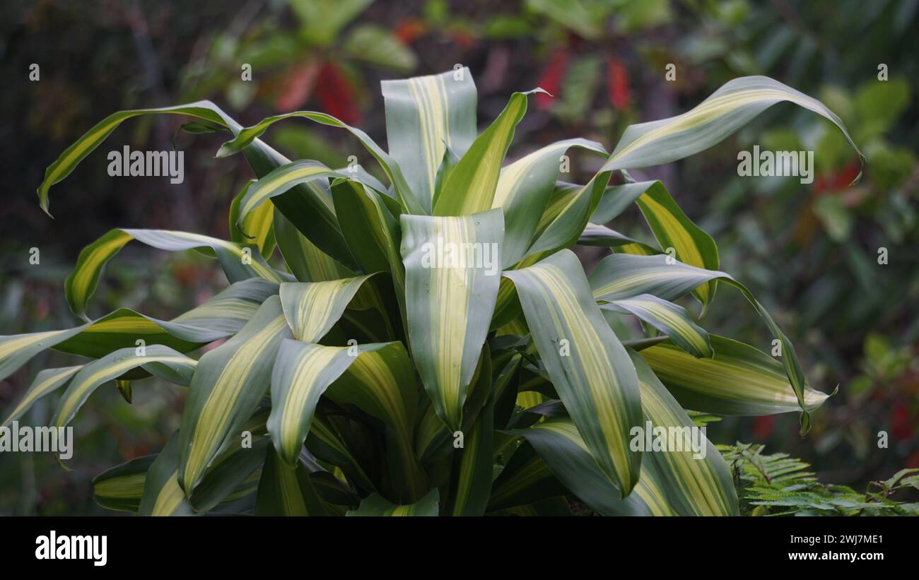 Dracaena fragrans (dracaena en tiges de maïs, dracaena rayé, dracaena compact, plante de maïs). Cette plante est un arbuste à croissance lente Banque D'Images