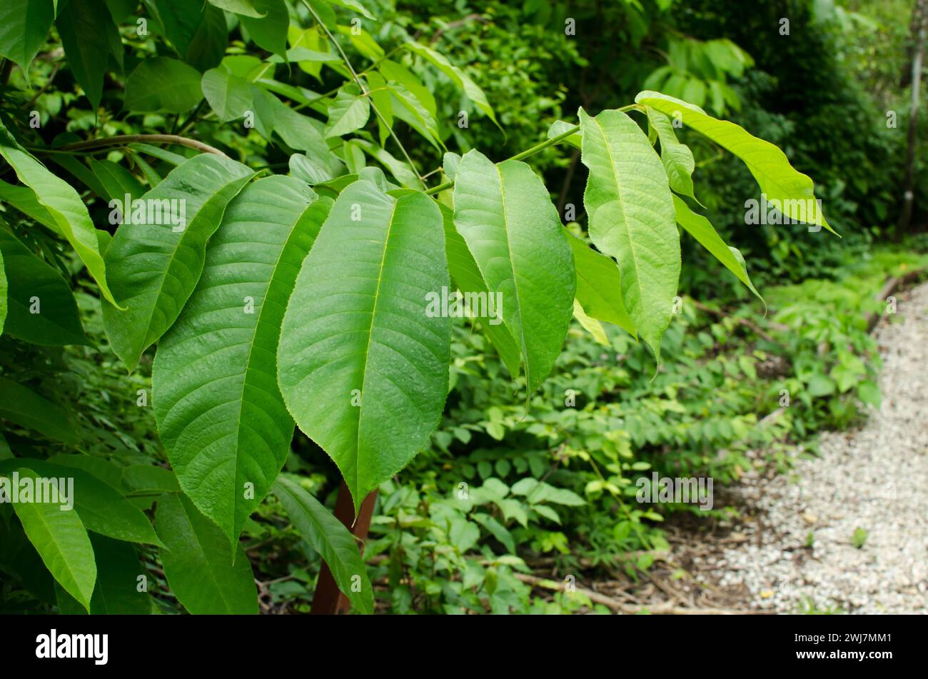 Feuilles de Castilla elastica, communément connu sous le nom d'arbre à caoutchouc de Panama ou figue en caoutchouc Banque D'Images